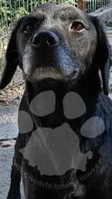 NERI / JOY, Hund, Mischlingshund in Rumänien - Bild 1