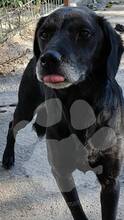 NERI / JOY, Hund, Mischlingshund in Rumänien - Bild 2