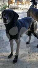NERI / JOY, Hund, Mischlingshund in Rumänien - Bild 3