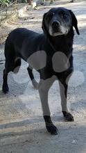 NERI / JOY, Hund, Mischlingshund in Rumänien - Bild 4