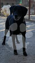NERI / JOY, Hund, Mischlingshund in Rumänien - Bild 5
