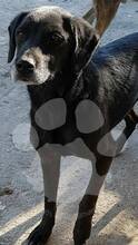 NERI / JOY, Hund, Mischlingshund in Rumänien - Bild 6