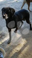 NERI / JOY, Hund, Mischlingshund in Rumänien - Bild 7