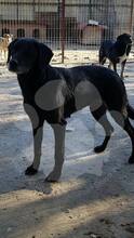 NERI / JOY, Hund, Mischlingshund in Rumänien - Bild 8