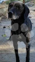 NERI / JOY, Hund, Mischlingshund in Rumänien - Bild 9