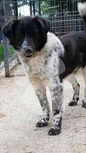 LUCKY, Hund, Mischlingshund in Rumänien - Bild 2
