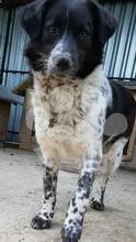 LUCKY, Hund, Mischlingshund in Rumänien - Bild 3