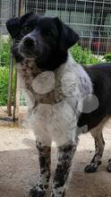 LUCKY, Hund, Mischlingshund in Rumänien - Bild 4