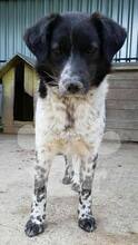 LUCKY, Hund, Mischlingshund in Rumänien - Bild 6