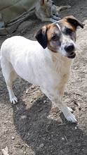 LISA, Hund, Mischlingshund in Rumänien