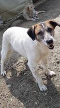 LISA, Hund, Mischlingshund in Rumänien - Bild 4