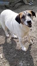 LISA, Hund, Mischlingshund in Rumänien - Bild 5