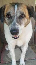 LISA, Hund, Mischlingshund in Rumänien - Bild 6