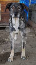 REX, Hund, Mischlingshund in Rumänien - Bild 1