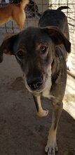 REX, Hund, Mischlingshund in Rumänien - Bild 12