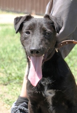 DYLAN, Hund, Mischlingshund in Ungarn - Bild 1