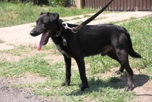 DYLAN, Hund, Mischlingshund in Ungarn - Bild 2