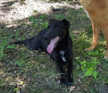 DYLAN, Hund, Mischlingshund in Ungarn - Bild 5