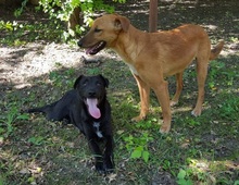 DYLAN, Hund, Mischlingshund in Ungarn - Bild 6