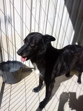 NALA, Hund, Mischlingshund in Portugal - Bild 11