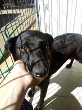 NALA, Hund, Mischlingshund in Portugal - Bild 12