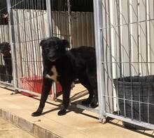 NALA, Hund, Mischlingshund in Portugal - Bild 6