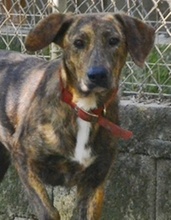 LISA, Hund, Mischlingshund in Griechenland - Bild 13