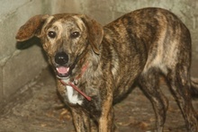 LISA, Hund, Mischlingshund in Griechenland - Bild 14