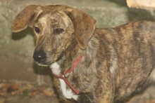 LISA, Hund, Mischlingshund in Griechenland - Bild 16