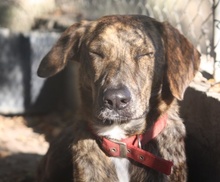 LISA, Hund, Mischlingshund in Griechenland - Bild 17