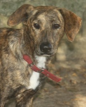 LISA, Hund, Mischlingshund in Griechenland - Bild 18