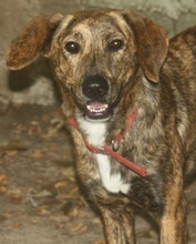 LISA, Hund, Mischlingshund in Griechenland - Bild 19