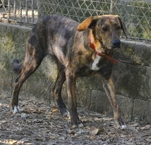 LISA, Hund, Mischlingshund in Griechenland - Bild 21