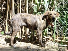 LISA, Hund, Mischlingshund in Griechenland - Bild 22