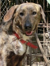 LISA, Hund, Mischlingshund in Griechenland - Bild 24