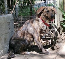 LISA, Hund, Mischlingshund in Griechenland - Bild 26