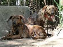 LISA, Hund, Mischlingshund in Griechenland - Bild 27