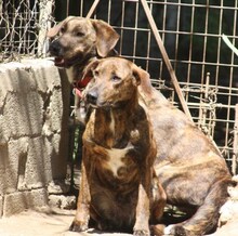 LISA, Hund, Mischlingshund in Griechenland - Bild 28