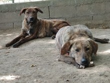 LISA, Hund, Mischlingshund in Griechenland - Bild 3