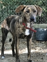 LISA, Hund, Mischlingshund in Griechenland - Bild 5