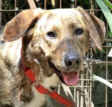LISA, Hund, Mischlingshund in Griechenland - Bild 6
