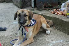 MARLEY, Hund, Mischlingshund in Bulgarien - Bild 1