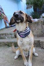 MARLEY, Hund, Mischlingshund in Bulgarien - Bild 2