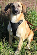 MARLEY, Hund, Mischlingshund in Bulgarien - Bild 3