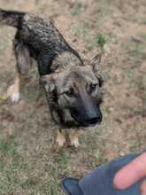 ODIN, Hund, Mischlingshund in Bosnien und Herzegowina - Bild 1