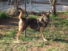 ODIN, Hund, Mischlingshund in Bosnien und Herzegowina - Bild 10
