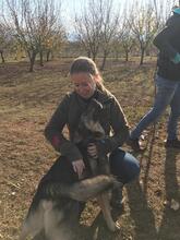 ODIN, Hund, Mischlingshund in Bosnien und Herzegowina - Bild 11