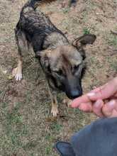 ODIN, Hund, Mischlingshund in Bosnien und Herzegowina - Bild 2