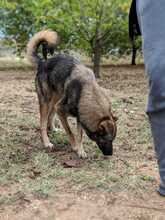 ODIN, Hund, Mischlingshund in Bosnien und Herzegowina - Bild 3