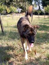 ODIN, Hund, Mischlingshund in Bosnien und Herzegowina - Bild 4